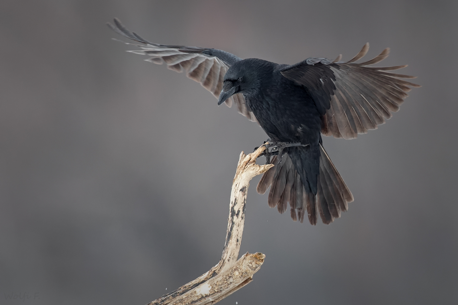 Der schwarze Engel