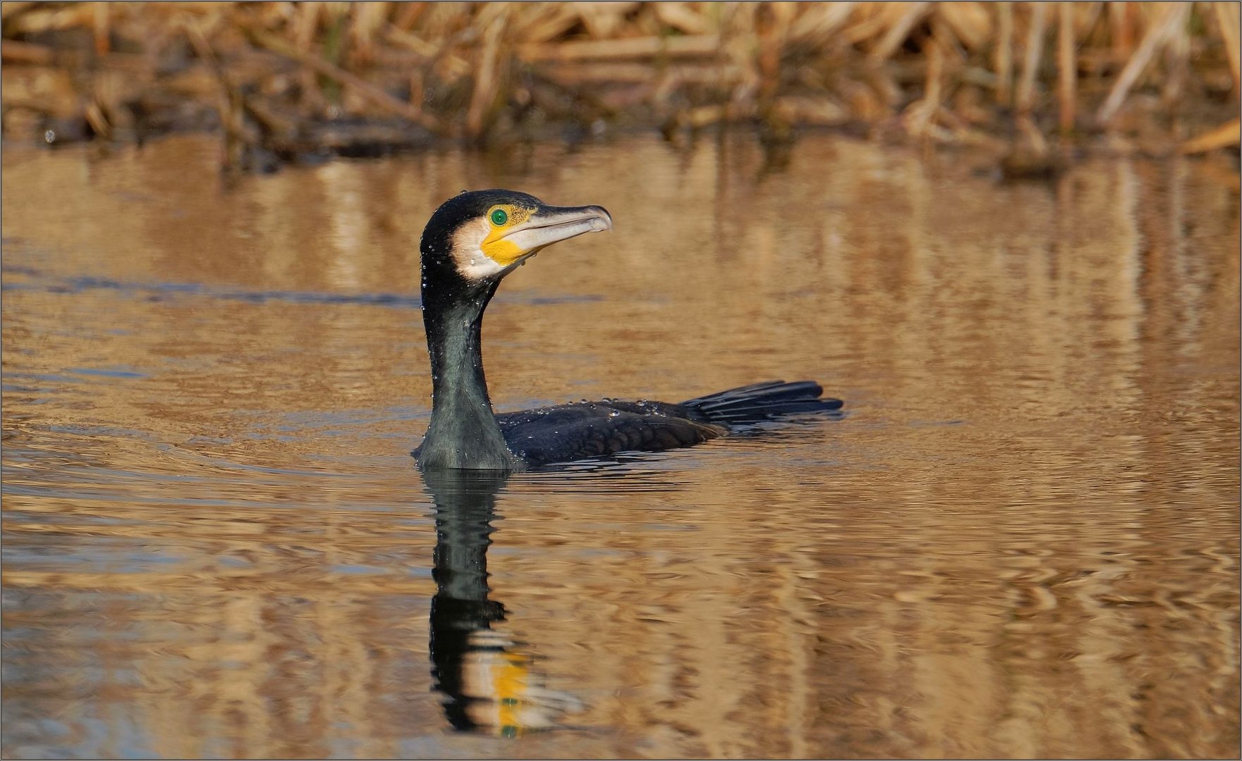 Der schwarze Fischer