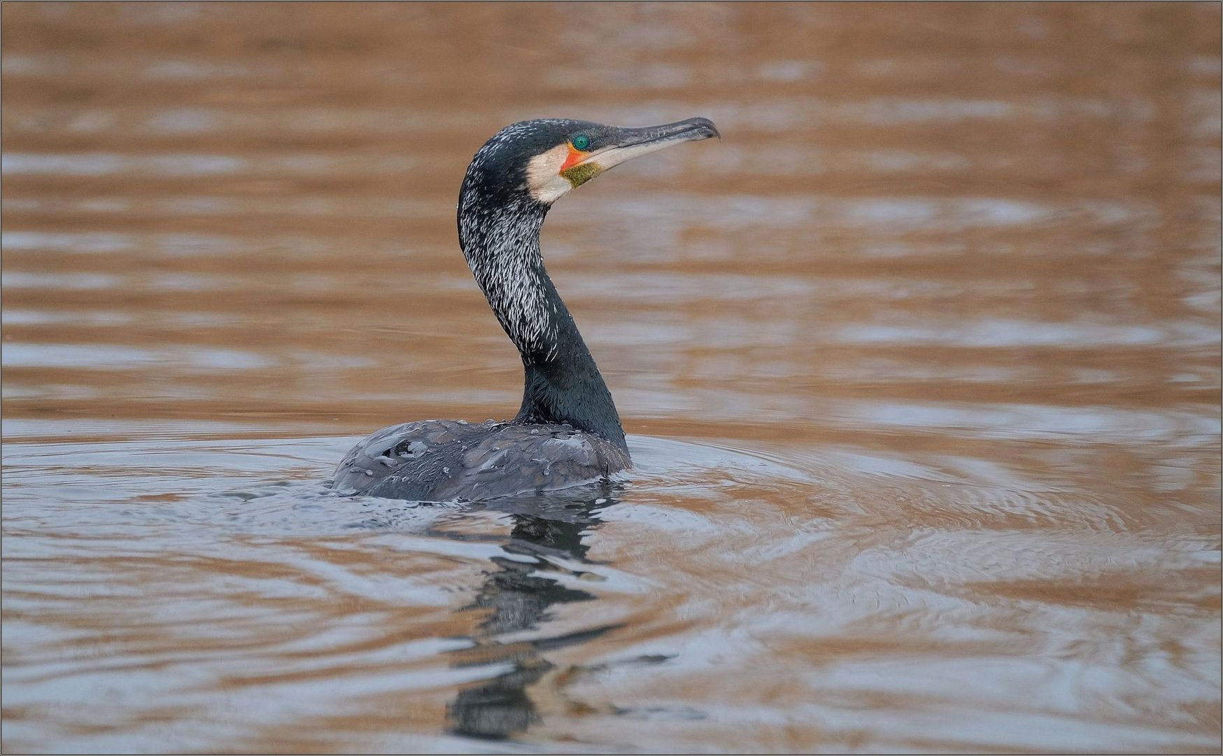 Der Schwarze Fischer