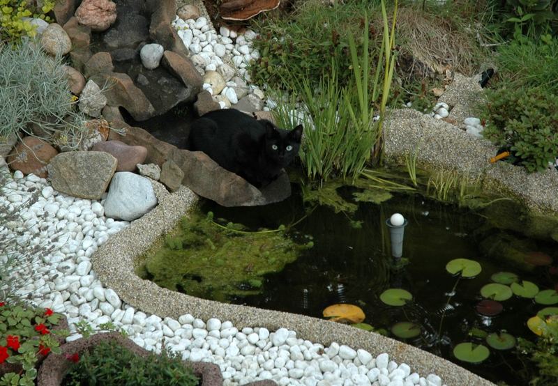 ...der schwarze Fischräuber...