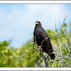 der schwarze Greifvogel.....