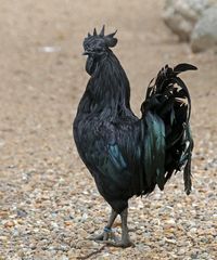 Der schwarze Hahn