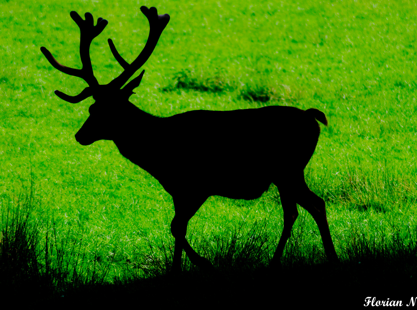 Der schwarze Hirsch