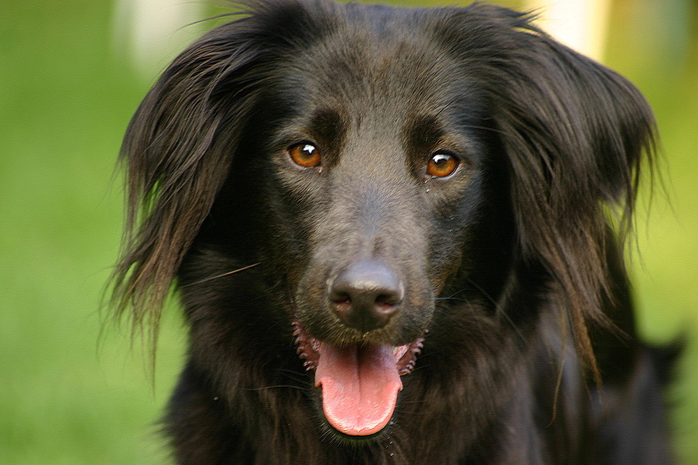 Der schwarze Hund