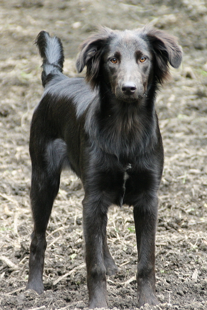 Der schwarze Hund