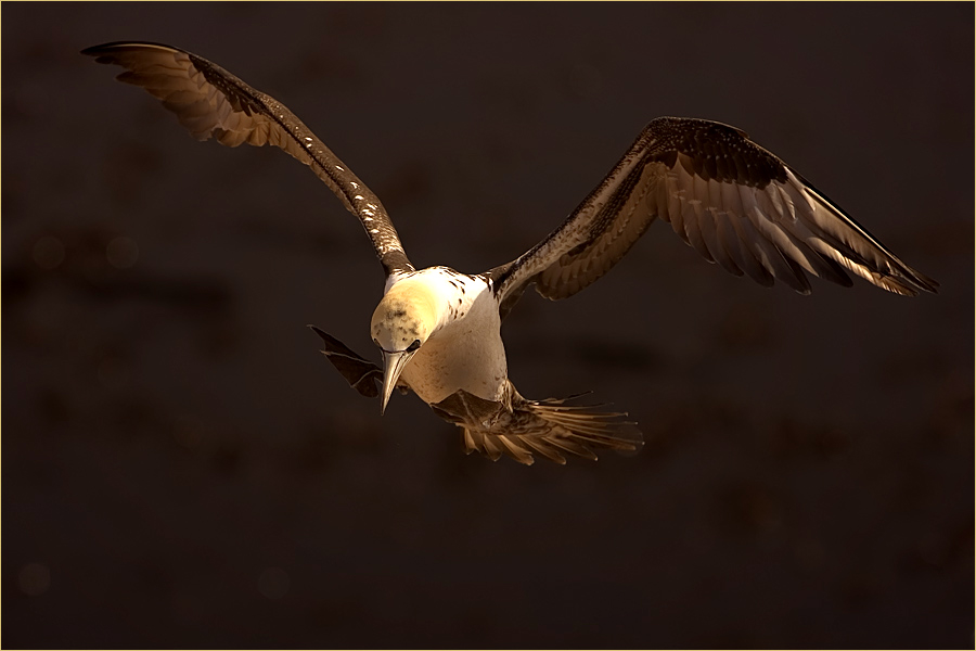 Der schwarze im Anflug