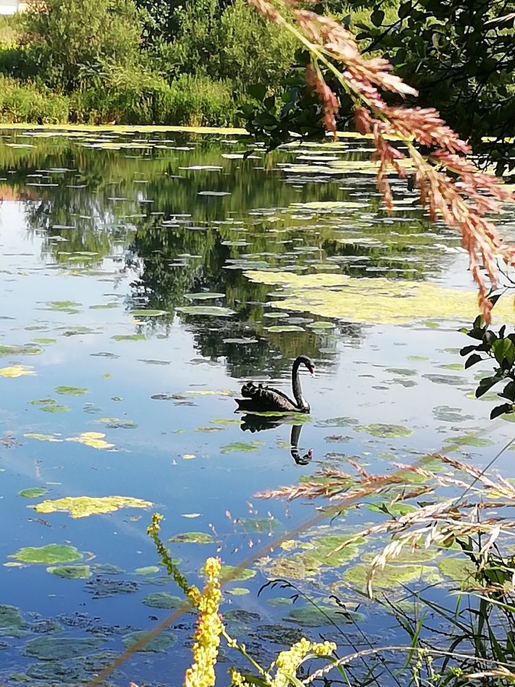 "Der Schwarze im Teich" Foto & Bild natur, see, landschaft Bilder auf
