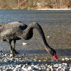 der schwarze Isar-Schwan..