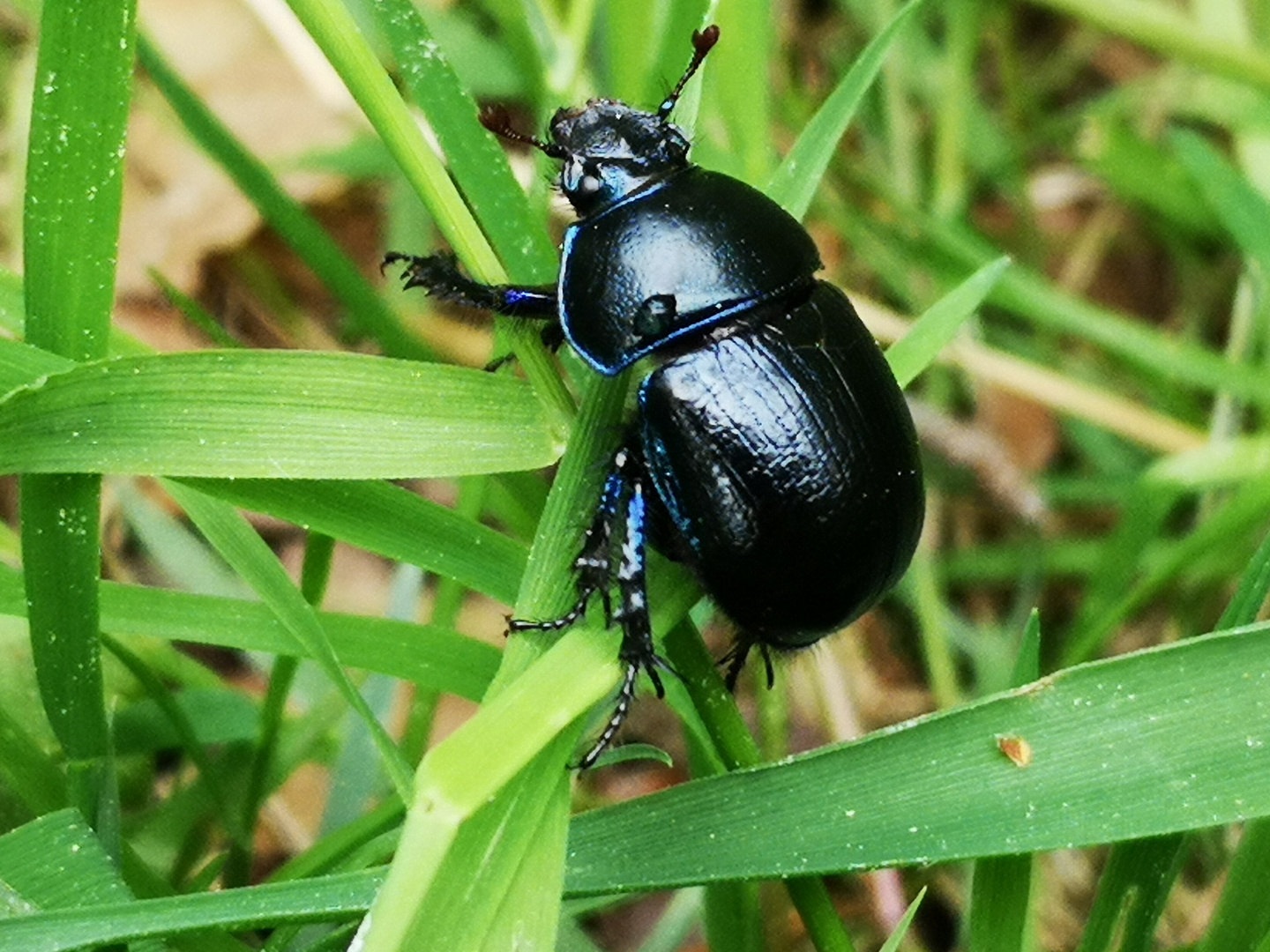 Der schwarze Käfer