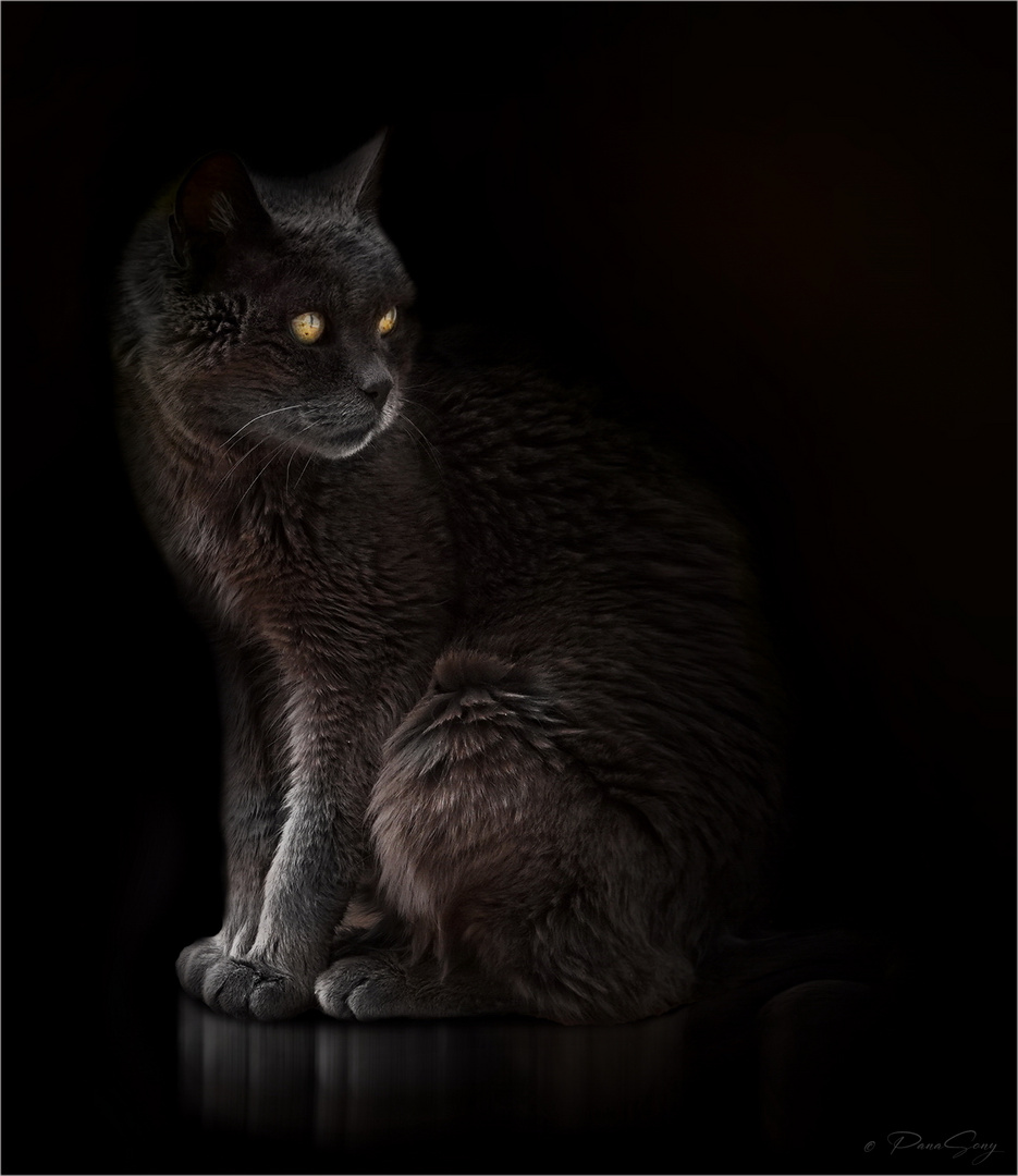 Der schwarze Kater Foto & Bild natur, kater, cat Bilder auf