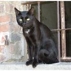 Der schwarze Kater Stanislaus.....