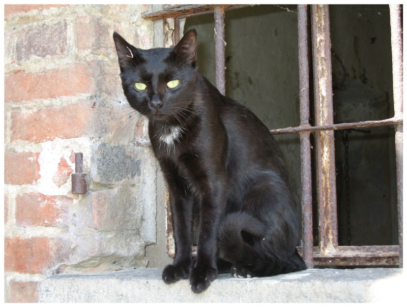 Der schwarze Kater Stanislaus.....