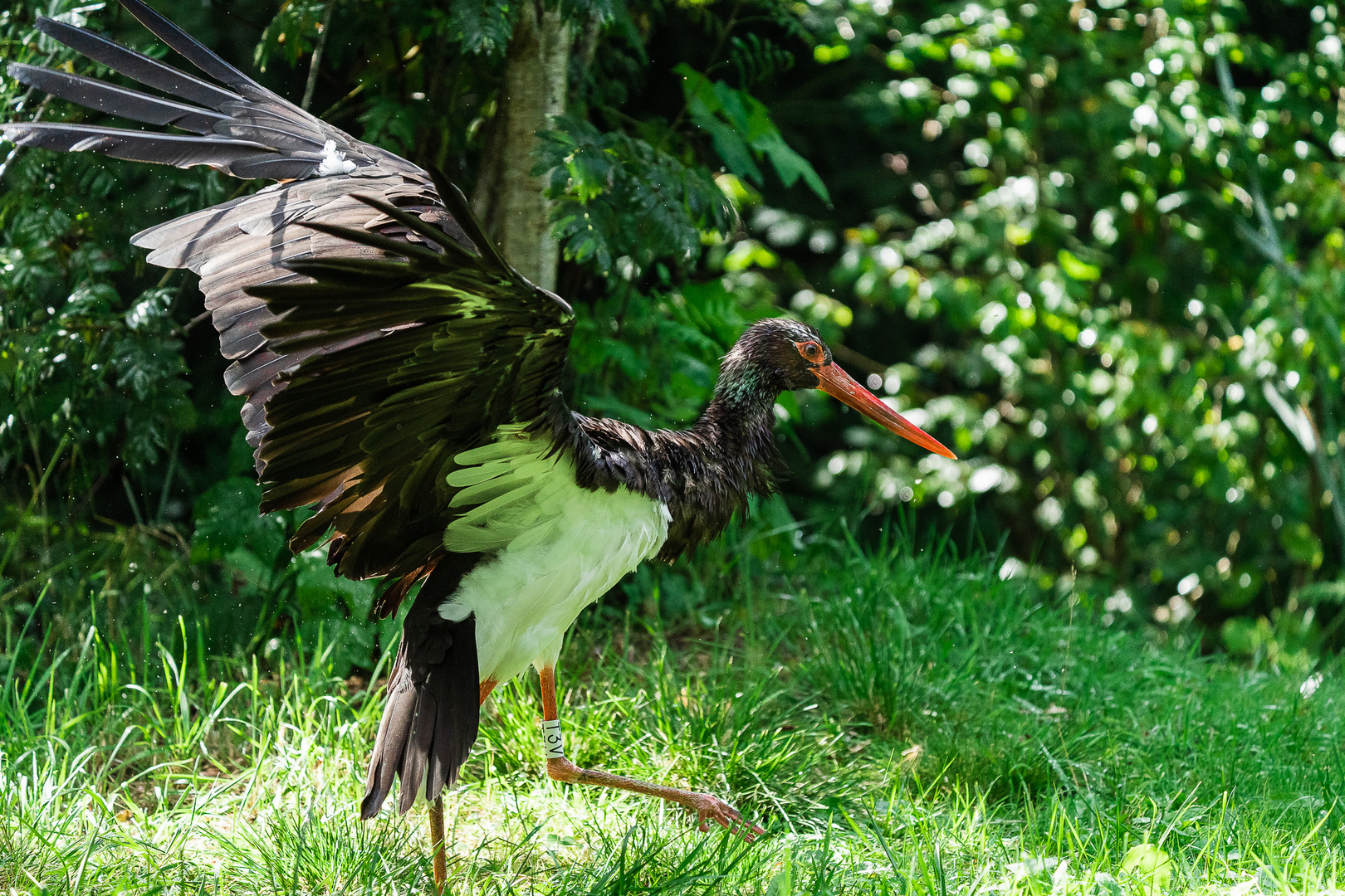 der Schwarze kommt angeflogen