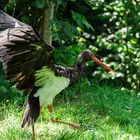 der Schwarze kommt angeflogen