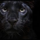 Der Schwarze Panther...
