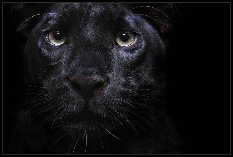 Der Schwarze Panther&hellip; Foto & Bild | tiere, zoo, wildpark & falknerei