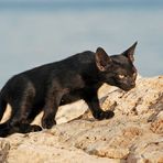 Der schwarze Panther von Mallorca auf der Pirsch