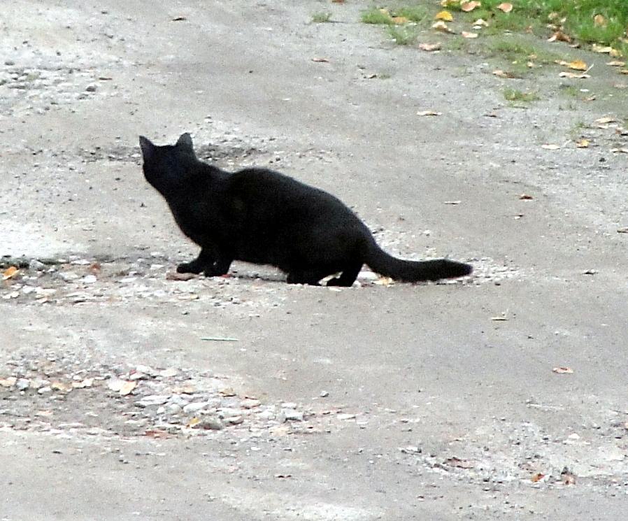 Der schwarze Peter