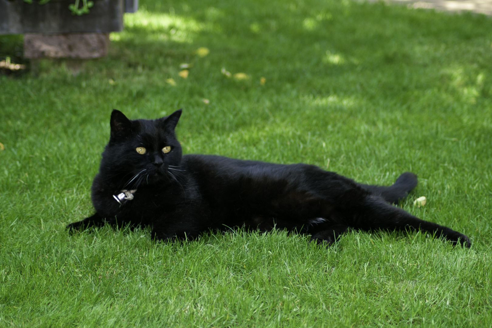 Der schwarze Räuber