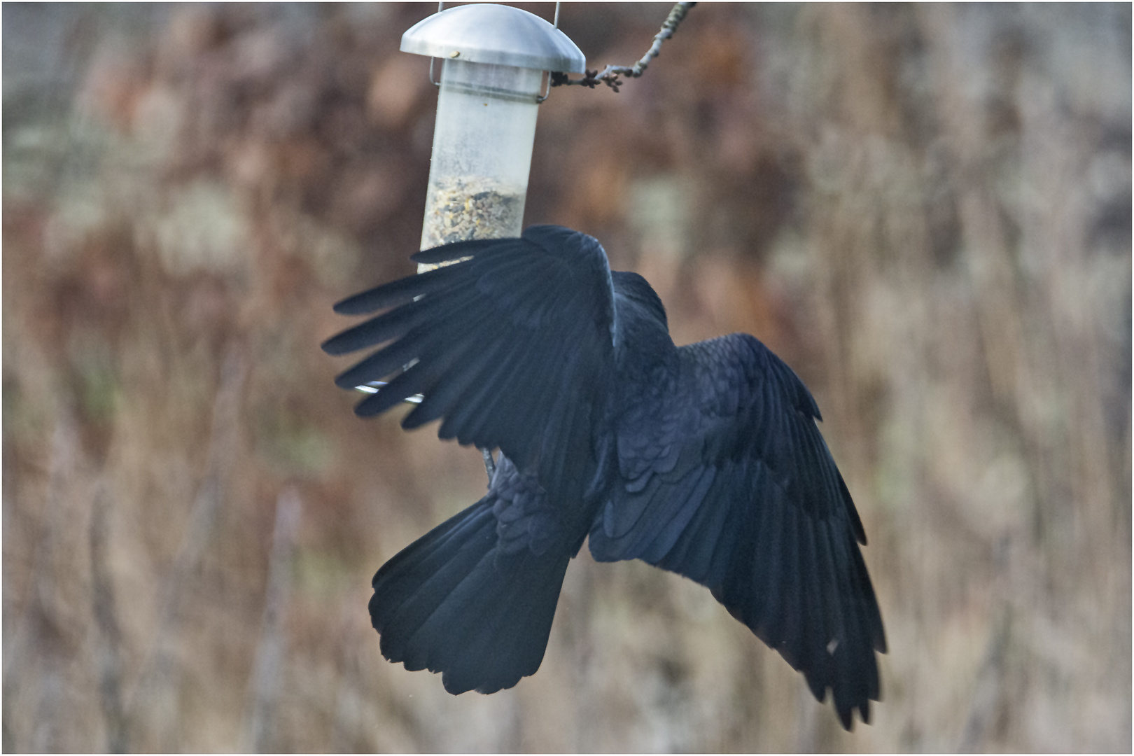 Der "schwarze Riesenkolibri" versorgt seine . . .