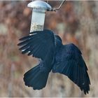 Der "schwarze Riesenkolibri" versorgt seine . . .