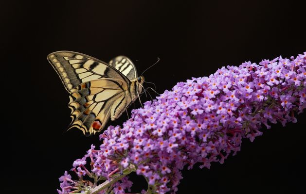 --der schwarze ritter--