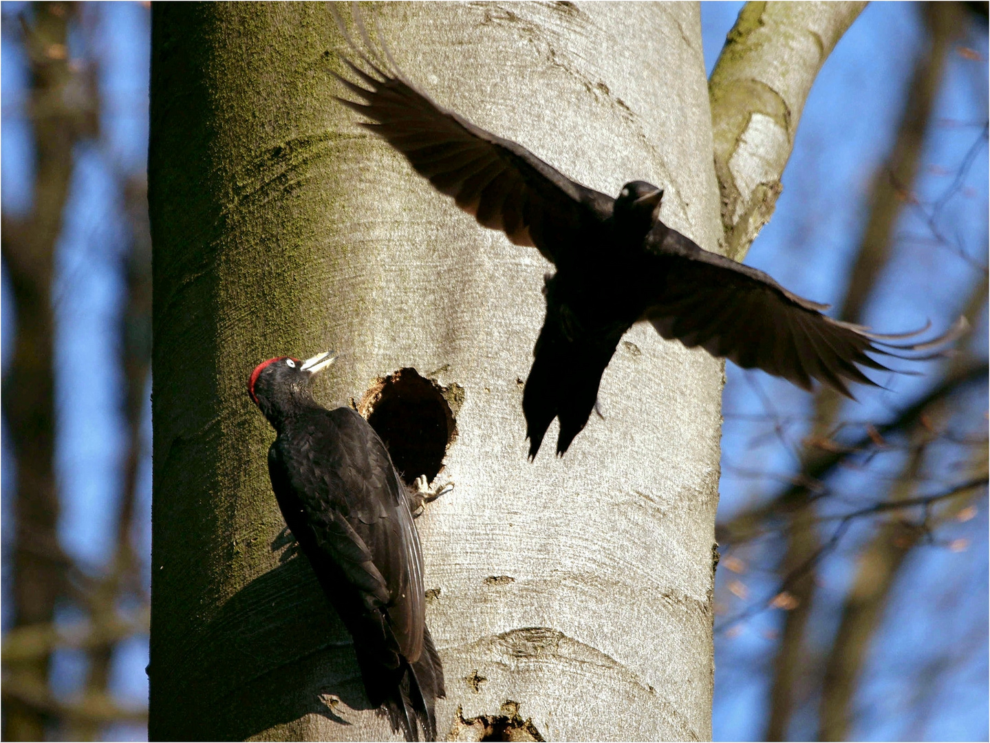 Der schwarze Schatten