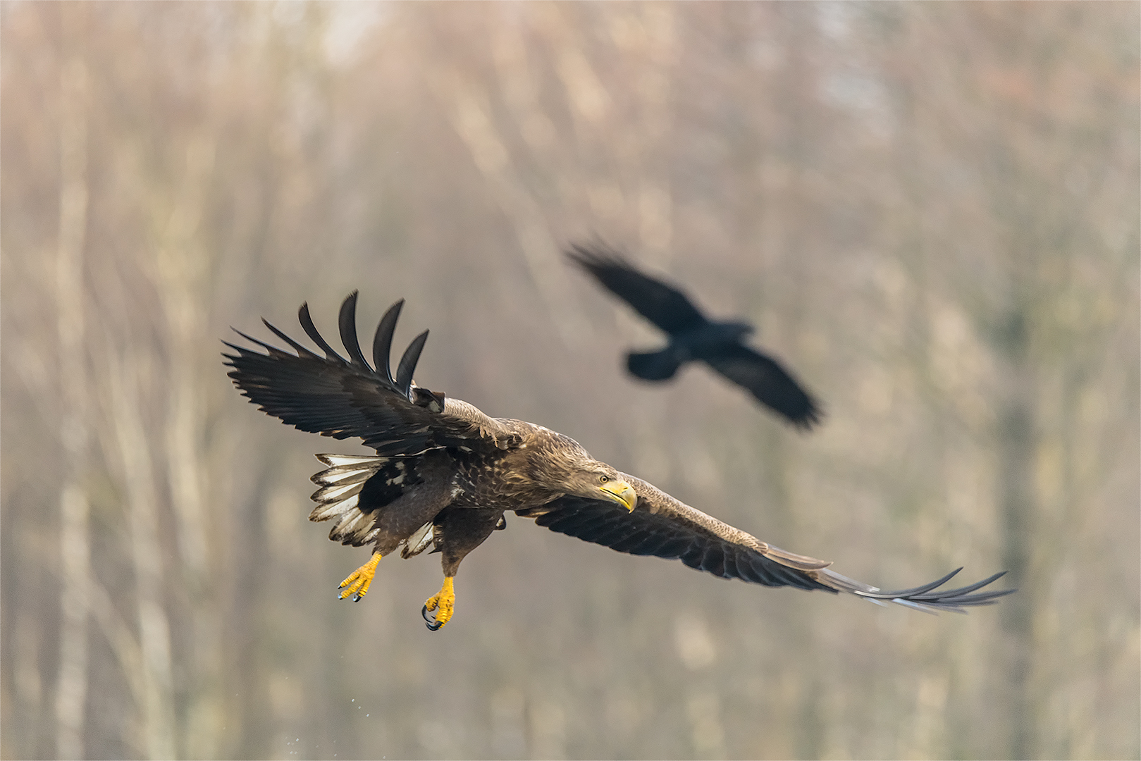 Der schwarze Schatten folgt! Foto & Bild tiere, wildlife, wildlife
