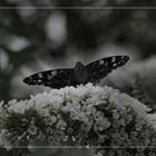 Der schwarze Schmetterling I