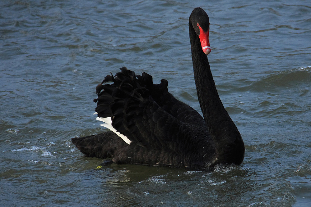 Der Schwarze Schwan Der Schwarze Schwan