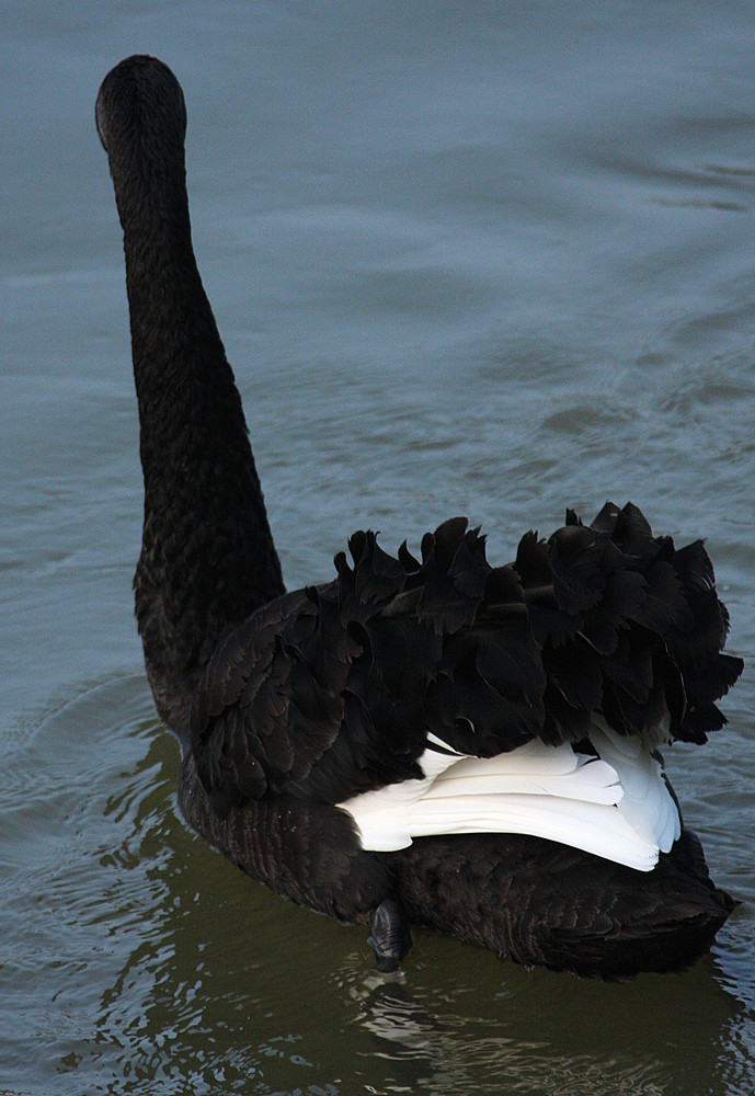 Der schwarze Schwan 3