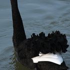 Der schwarze Schwan 3