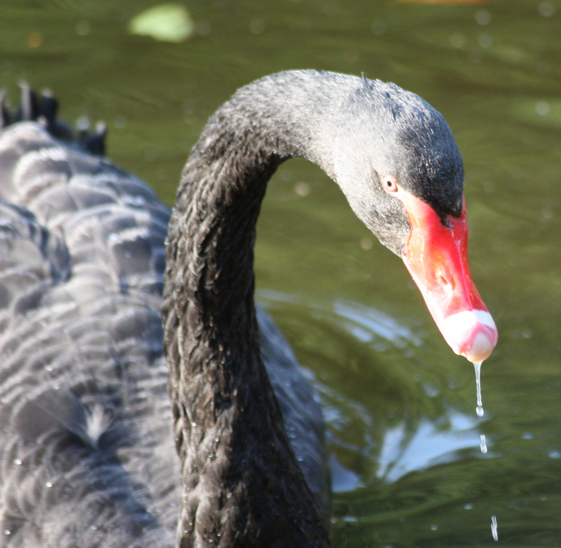 Der schwarze Schwan