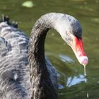 Der schwarze Schwan