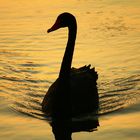 Der schwarze Schwan