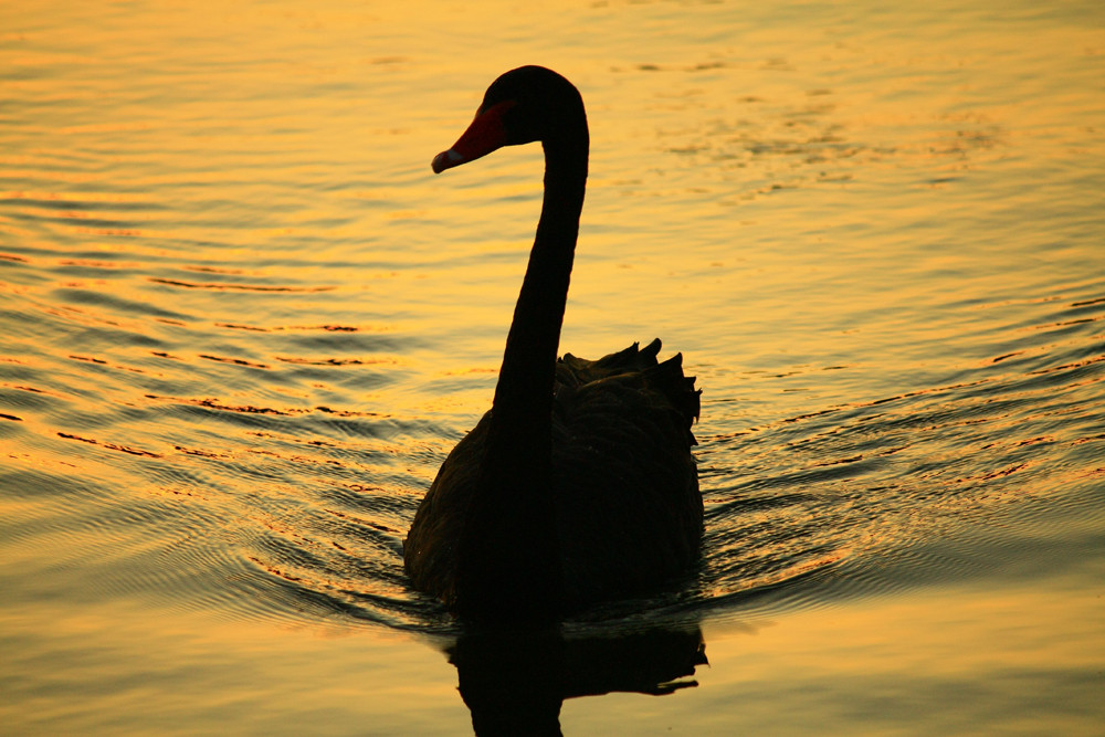 Der schwarze Schwan