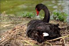 der schwarze Schwan