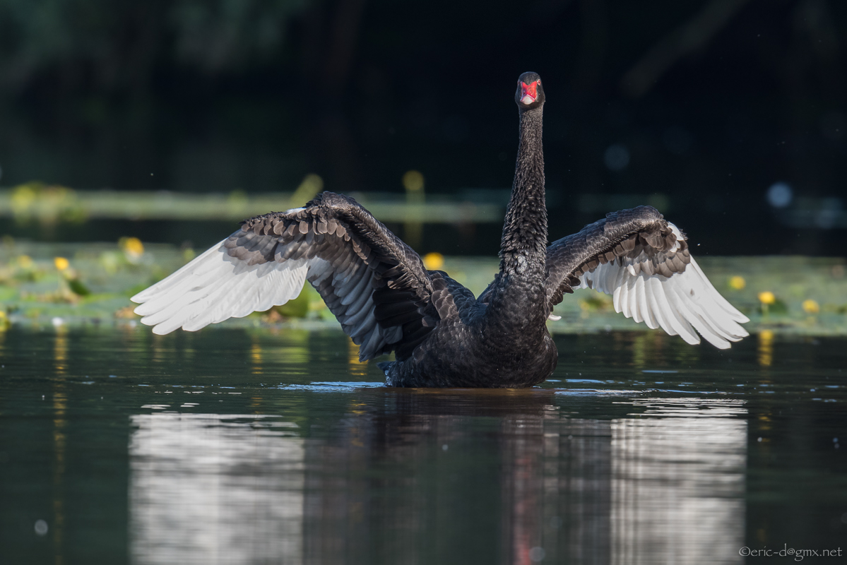 Der Schwarze Schwan