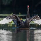 Der Schwarze Schwan