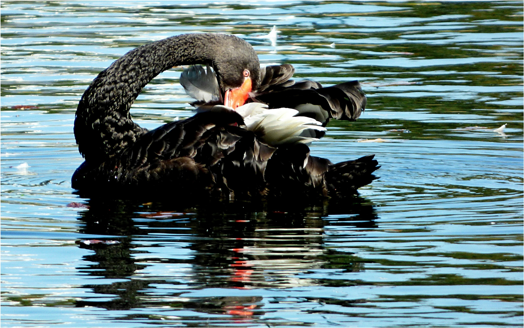 Der schwarze Schwan