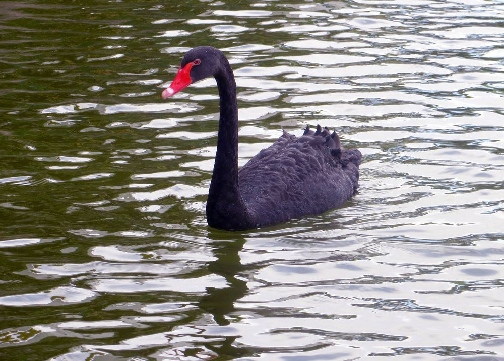 Der schwarze Schwan ...