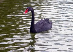 Der schwarze Schwan ...