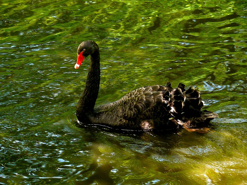 Der schwarze Schwan