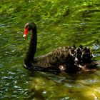 Der schwarze Schwan