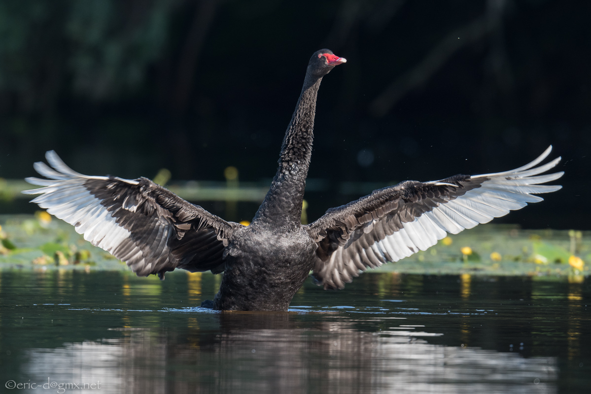 Der Schwarze Schwan