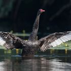 Der Schwarze Schwan