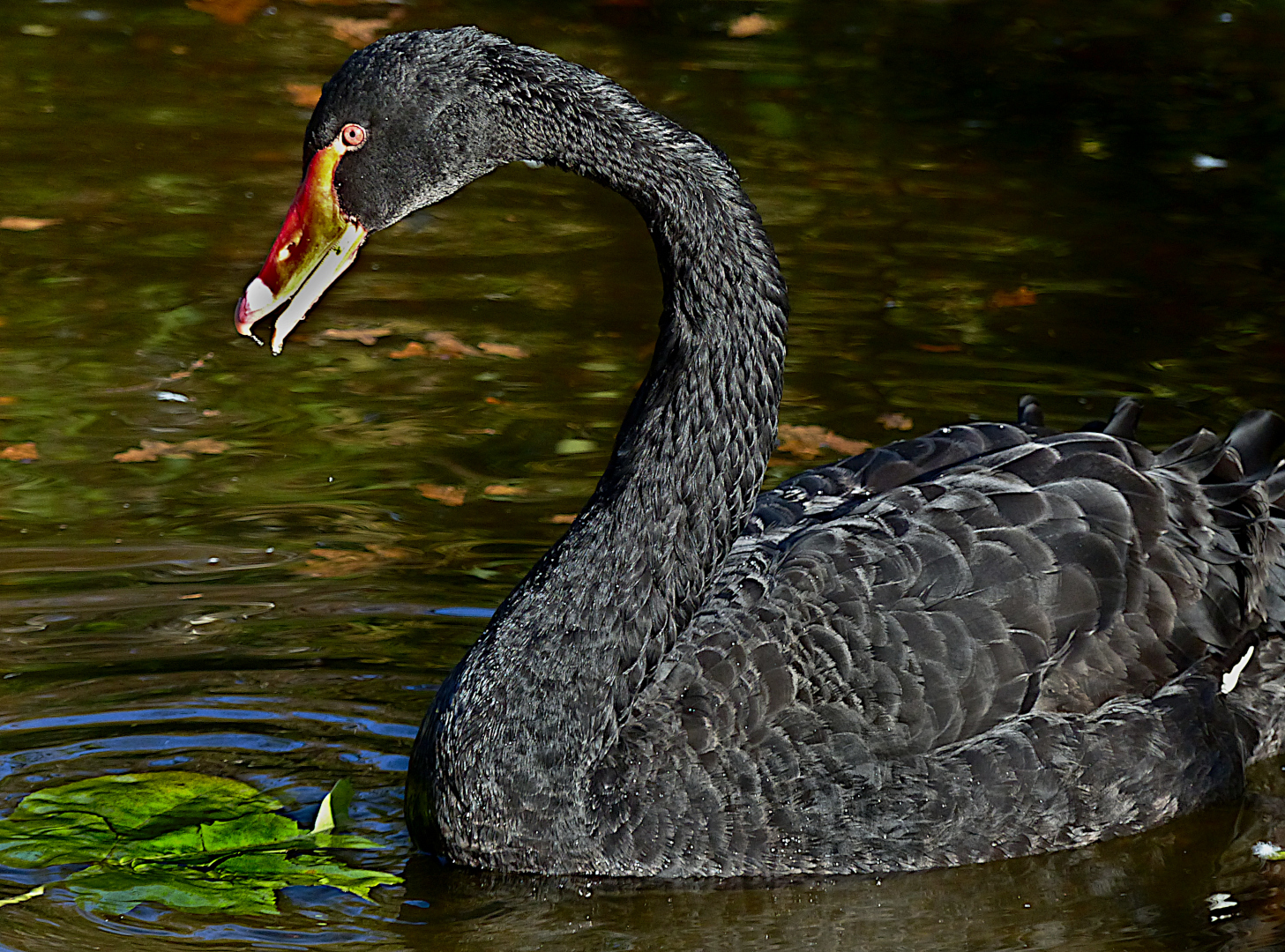 Der schwarze Schwan