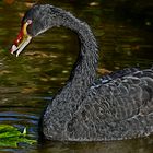 Der schwarze Schwan