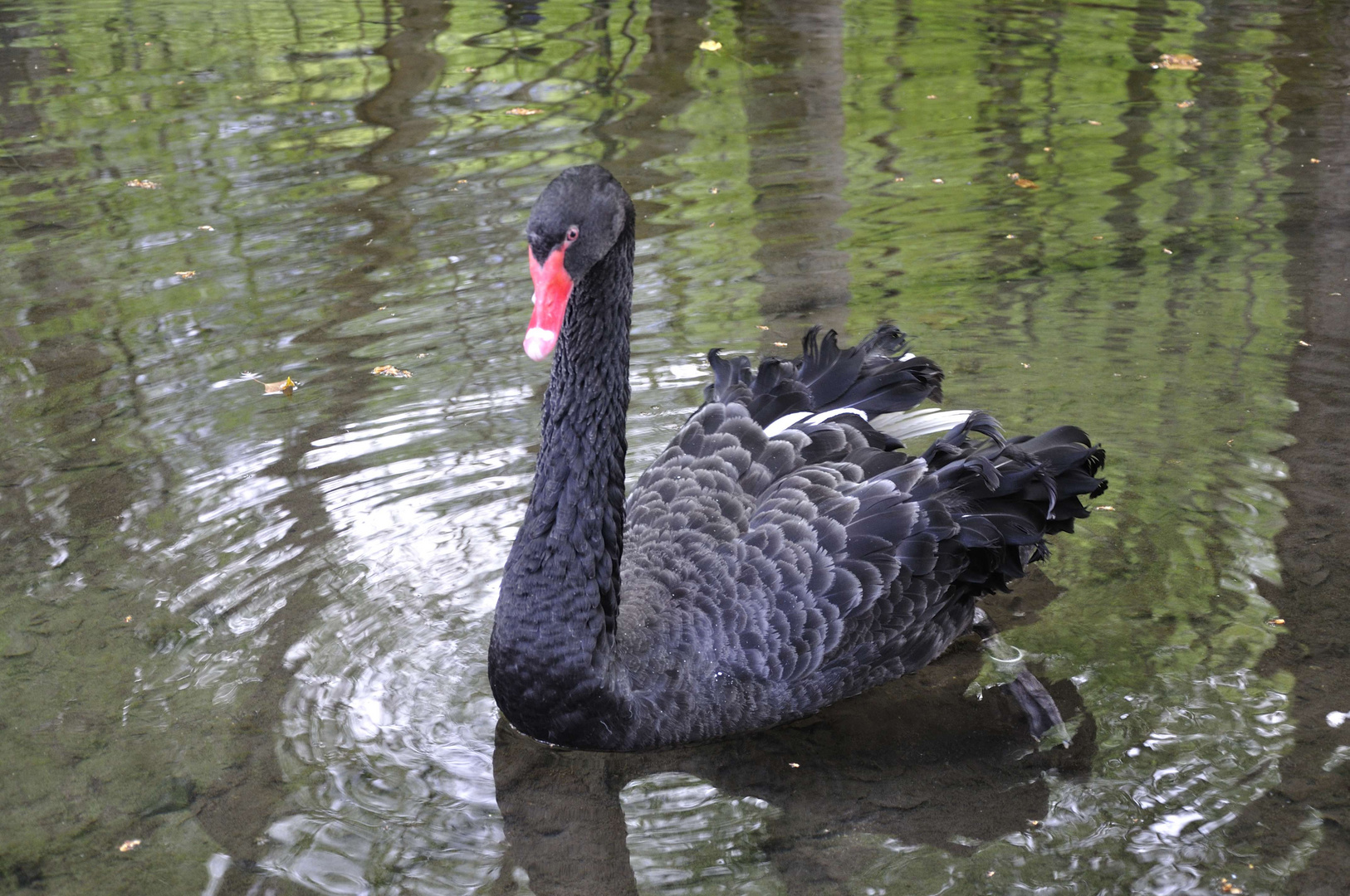 Der schwarze Schwan