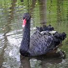 Der schwarze Schwan